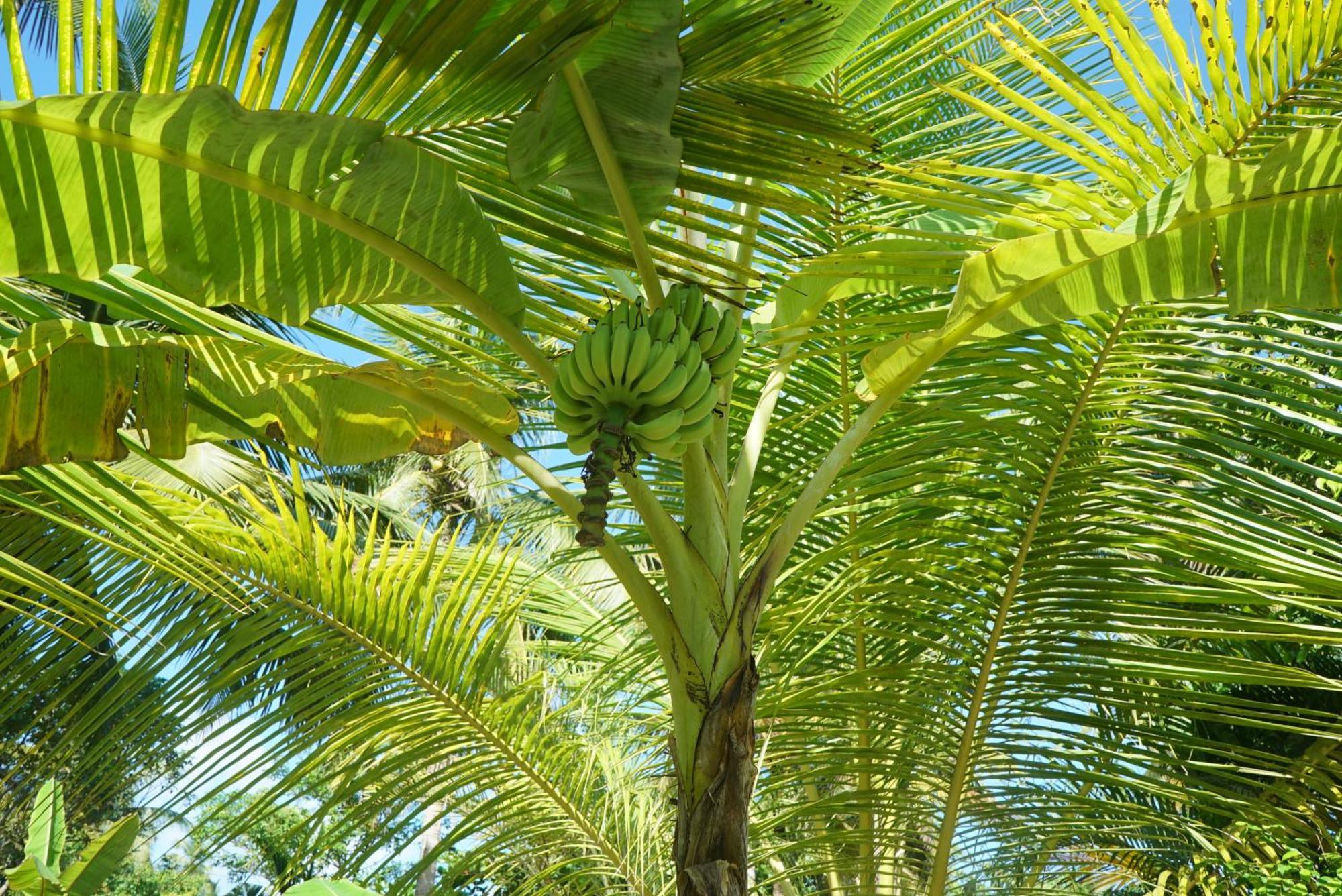 Red Coconut Villa Bentota Exterior foto